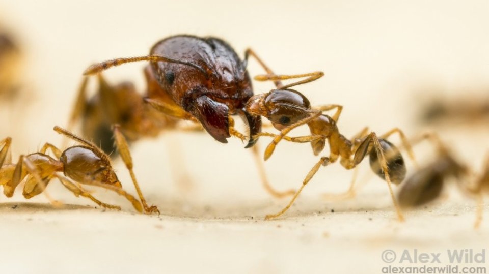 Mravenec Pheidole megacephala